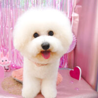 【池下店】2022年2月23日のワンちゃん達♪