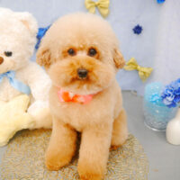 【池下店】2022年2月24日のワンちゃん達♪