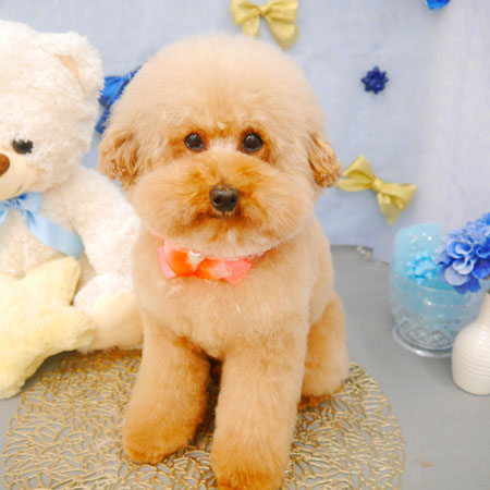 【池下店】2022年2月24日のワンちゃん達♪