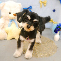 【池下店】2022年2月26日のワンちゃん達♪