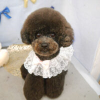 【池下店】2022年2月28日のワンちゃん達♪