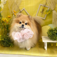 【本店】2022年3月6日のワンちゃん達♪