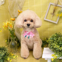 【本店】2022年3月10日のワンちゃん達♪