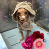 【本店】2022年3月11日のワンちゃん達♪