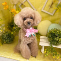 【本店】2022年3月18日のワンちゃん達♪