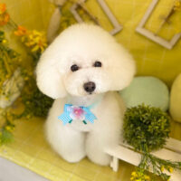 【本店】2022年3月19日のワンちゃん達♪