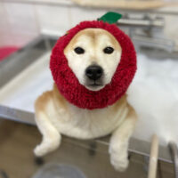 【本店】2022年3月21日のワンちゃん達♪