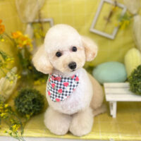 【本店】2022年3月24日のワンちゃん達♪