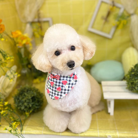 【本店】2022年3月24日のワンちゃん達♪