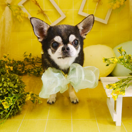 【本店】2022年3月3日のワンちゃん達♪