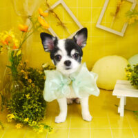 【本店】2022年3月4日のワンちゃん達♪