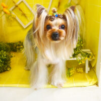 【本店】2022年3月5日のワンちゃん達♪