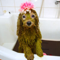 【本店】2022年3月7日のワンちゃん達♪