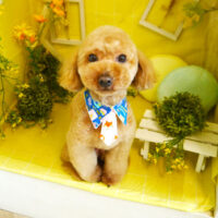 【本店】2022年3月12日のワンちゃん達♪　