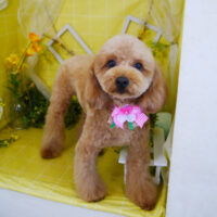 【本店】2022年3月14日のワンちゃん達♪