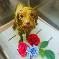 【本店】2022年3月17日のワンちゃん達♪