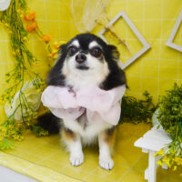 【本店】2022年3月20日のワンちゃん達♪