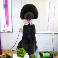 【本店】2022年3月25日のワンちゃん達♪