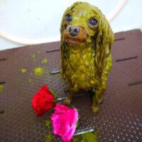 【本店】2022年3月26日のワンちゃん達♪