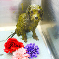 【本店】2022年3月27日のワンちゃん達♪