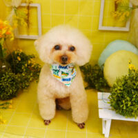 【本店】2022年3月28日のワンちゃん達♪