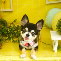 【本店】2022年3月30日のワンちゃん達♪