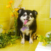 【本店】2022年3月31日のワンちゃん達♪