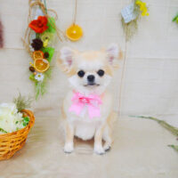 【山手店】2022年3月5日のワンちゃん達♪