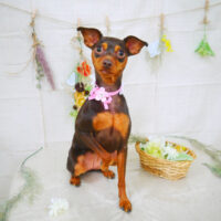 【山手店】2022年3月20日のワンちゃん達♪