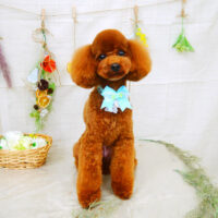 【山手店】2022年3月24日のワンちゃん達♪