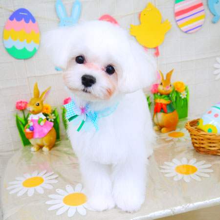 【山手店】2022年3月25日のワンちゃん達♪