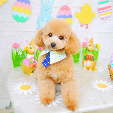 【山手店】2022年3月26日のワンちゃん達♪