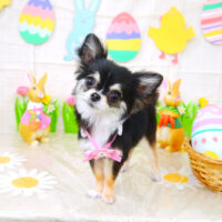 【山手店】2022年3月27日のワンちゃん達♪