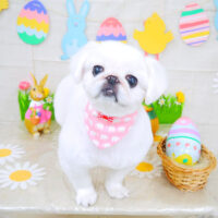 【山手店】2022年3月28日のワンちゃん達♪