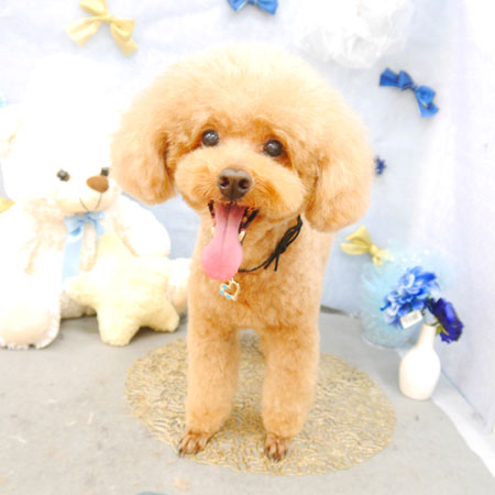 【池下店】2022年3月3日のワンちゃん達♪