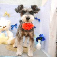 【池下店】2022年3月4日のワンちゃん達♪