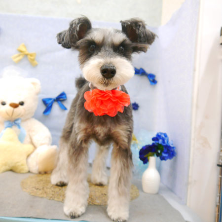 【池下店】2022年3月4日のワンちゃん達♪