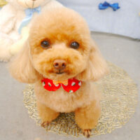 【池下店】2022年3月5日のワンちゃん達♪