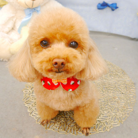 【池下店】2022年3月5日のワンちゃん達♪