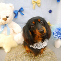 【池下店】2022年3月6日のワンちゃん達♪