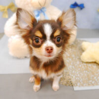 【池下店】2022年3月7日のワンちゃん達♪