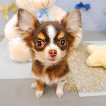 【池下店】2022年3月7日のワンちゃん達♪