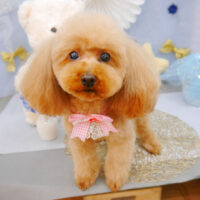 【池下】2022年3月10日のワンちゃん達♪