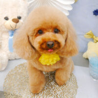 【池下店】2022年3月11日のワンちゃん達♪