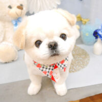 【池下店】2022年3月12日のワンちゃん達♪