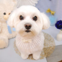 【池下店】2022年3月13日のワンちゃん達♪