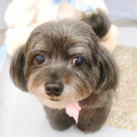 【池下店】2022年3月14日のワンちゃん達♪