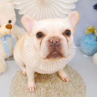 【池下店】2022年3月17日のワンちゃん達♪