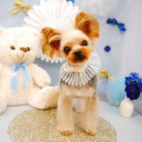 【池下店】2022年3月19日のワンちゃん達♪