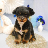 【池下店】2022年3月20日のワンちゃん達♪